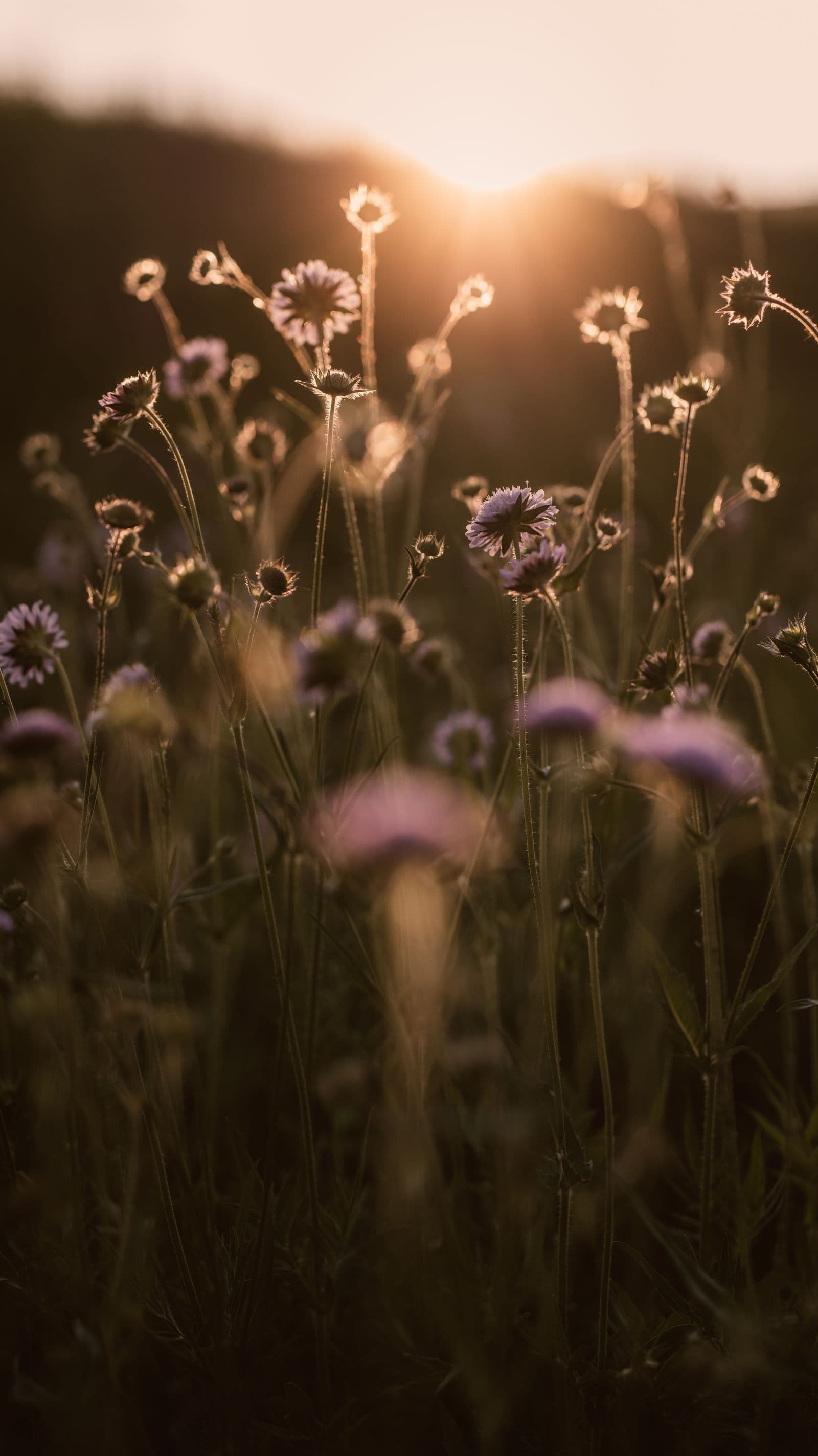 Golden meadow at sunset — a destination wedding website mood