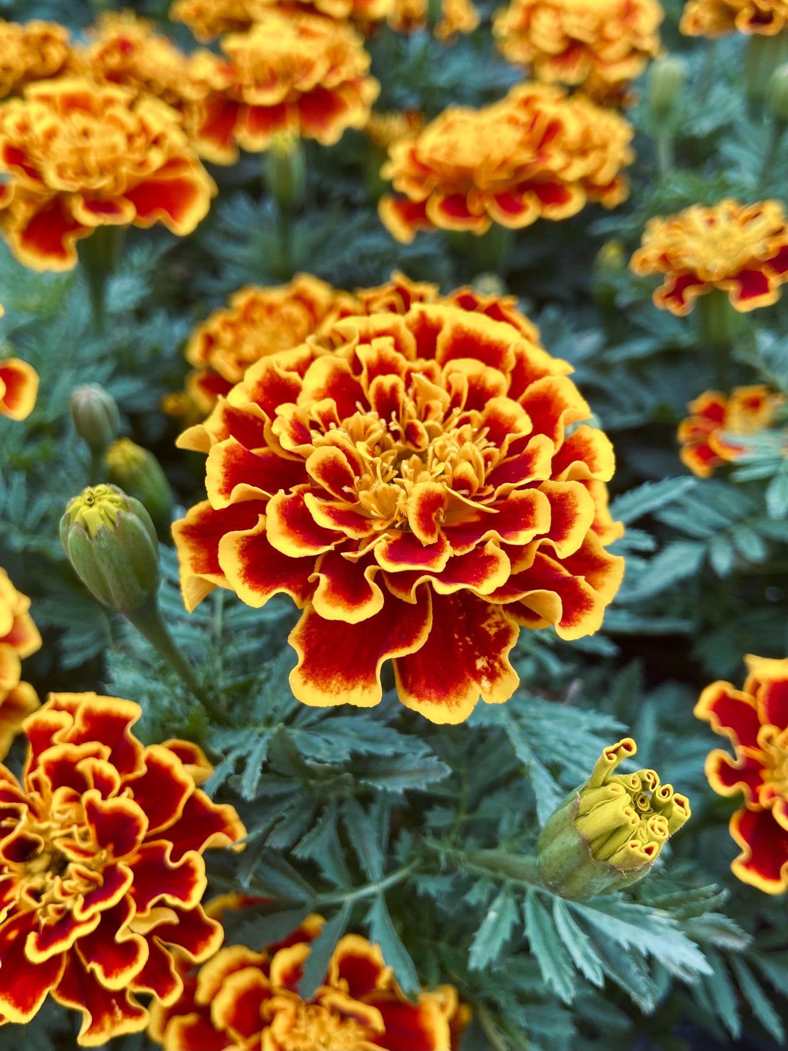 Marigold blooms — a traditional Indian wedding website mood