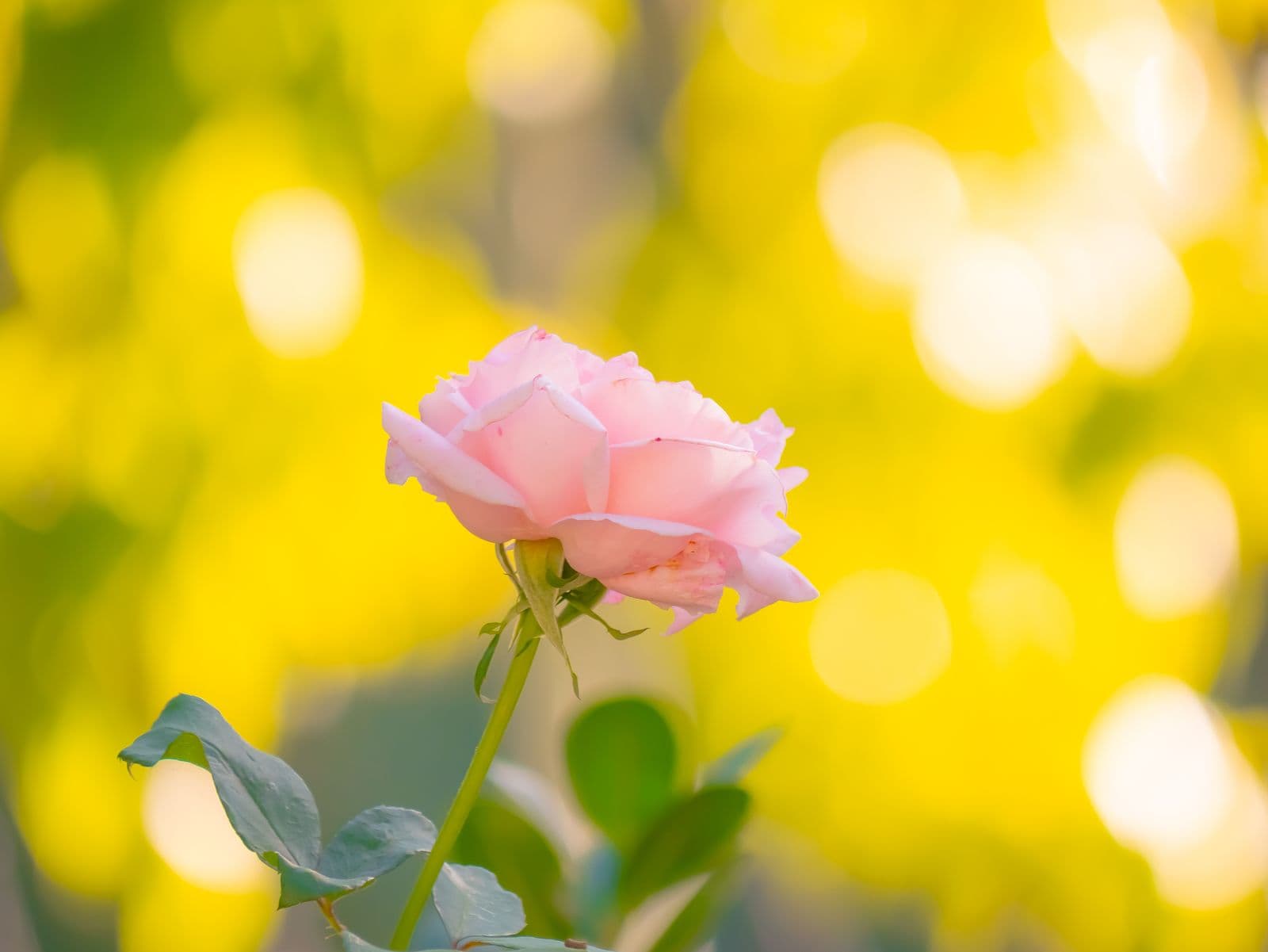 Wedding website preview with a rose garden at dawn
